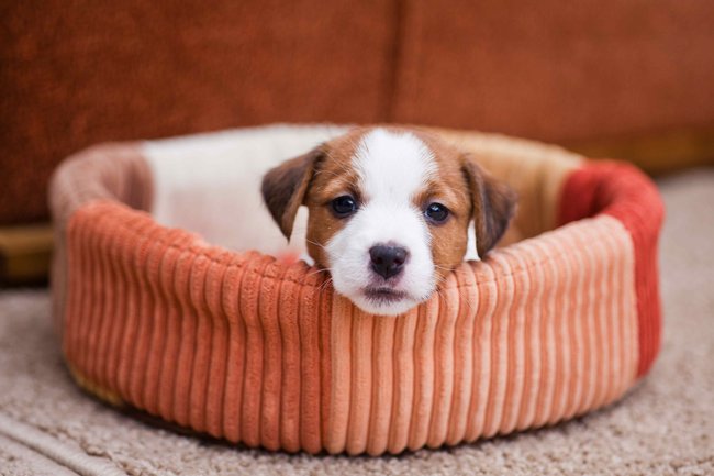 Naučte svého psa být sám doma - krok 1: Naučte psa spojit si pelíšek s pozitivními zkušenostmi