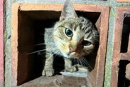 Sbírka na péči a kastrace koček bez domova v okolí Příbrami