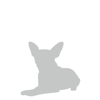  Středoasijský pastevecký pes