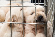 Proti psím množírnám: Boj za etické zacházení se psy