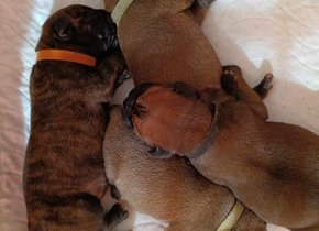  Bullmastif, Bullmastiff, Bulmastif, Mastif