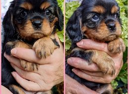  Kavalír King Charles spaniel