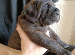  Bullmastif, Bullmastiff, Bulmastif, Mastif