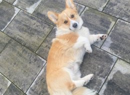  Welsh Corgi Pembroke s PP