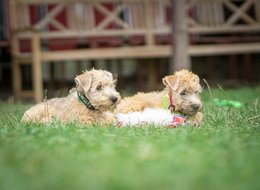  Irish soft coated wheaten teriér