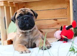  Bullmastif, Bullmastiff, Bulmastif, Mastif