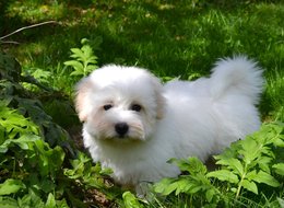  Coton de tulear s PP