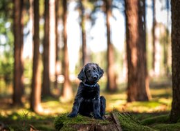  štěně flat coated retriever s PP