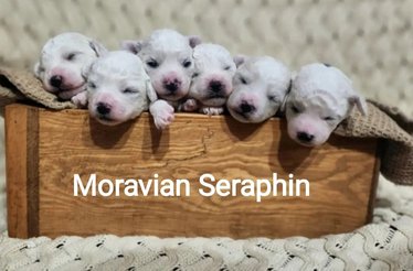 Moravian Serafin