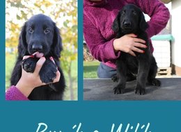  Flat coated retriever