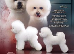  Bichon á poil Frisé  s PP