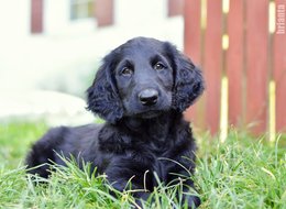  Flat Coated Retriever - černí pejsci s PP - krytí Švédsko