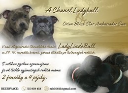  Staffordíci z CHS LadyLindo Bull