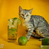  Mojito – kocourek na pohodu