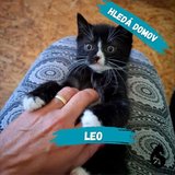  Leo