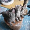  Májová koťata
