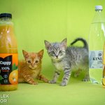  CAPPY A KINLEY – LETNÍ DÁVKA KOTĚCÍHO OSVĚŽENÍ