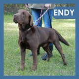  Endy