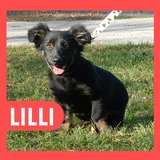  Lilli