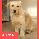  Alenka