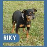  Riky