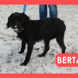  Berta