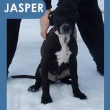  Jasper