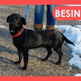  Besina