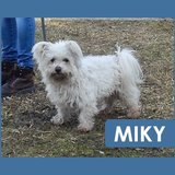  Miky