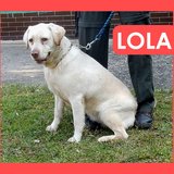  Lola