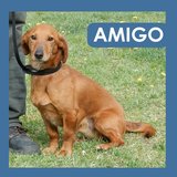  Amigo