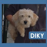  Diky