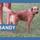  Bandy