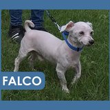  Falco