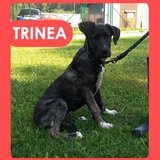  Trinea