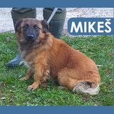  Mikeš