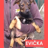  Evička