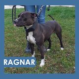  Ragnar