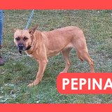  Pepina