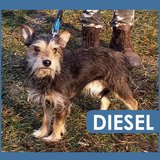  Diesel