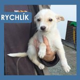  Rychlík