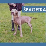  Špagetka