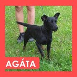  Agáta