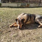  MÁŇA - aktuálně Záchytné zařízení pro psy Sokolov na ranči Vránov