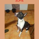  SOFIE