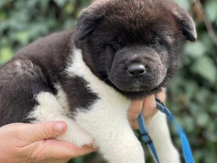  Smíšená plemena Akita Inu a sibiřský husky