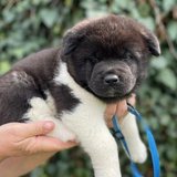  Smíšená plemena Akita Inu a sibiřský husky