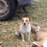  Jack Russell teriér