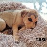  Taso