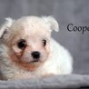  Cooper